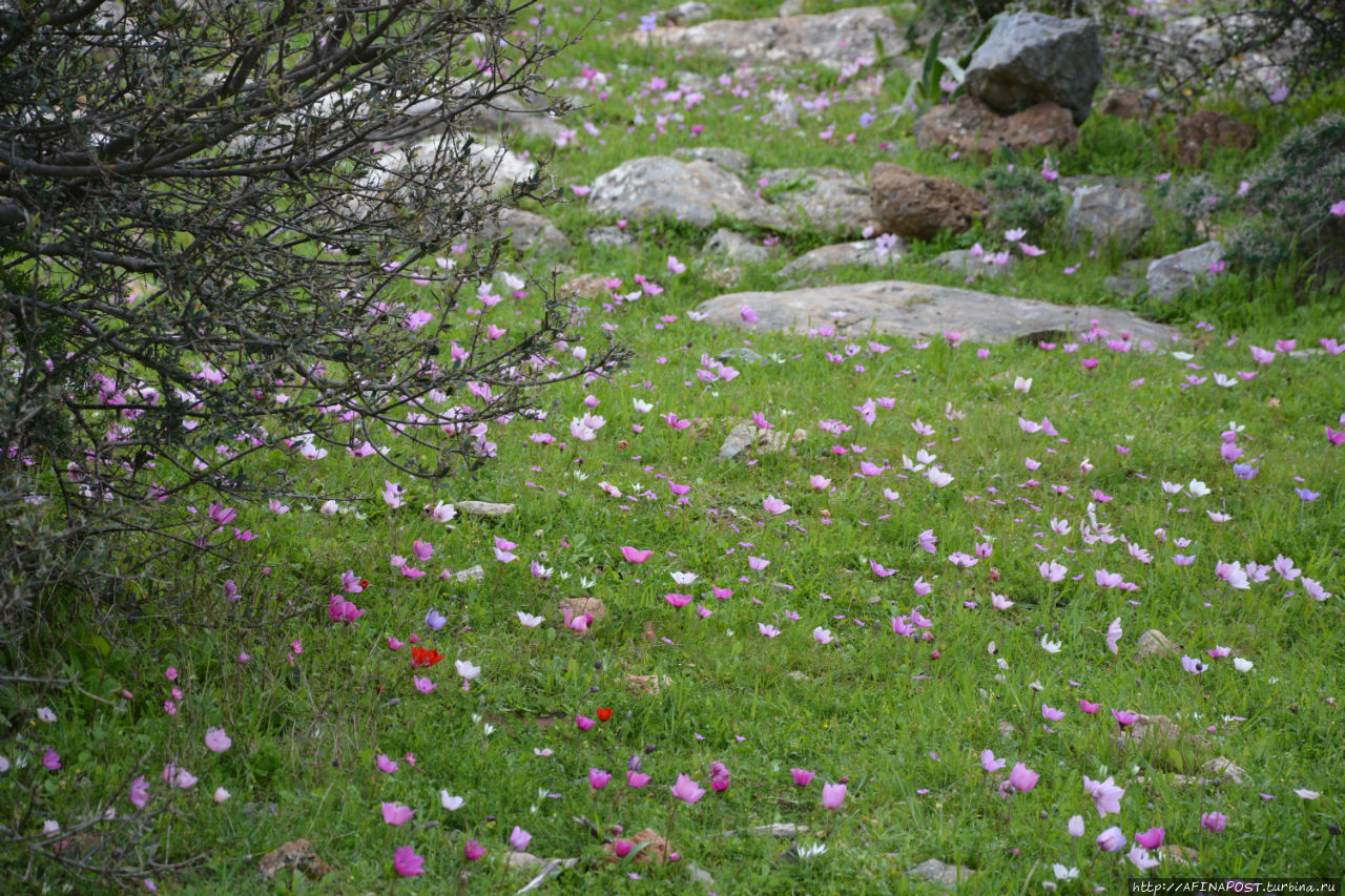 Весенний Лагонисси Аттика, Греция Весенний Лагонисси Аттика, Греция