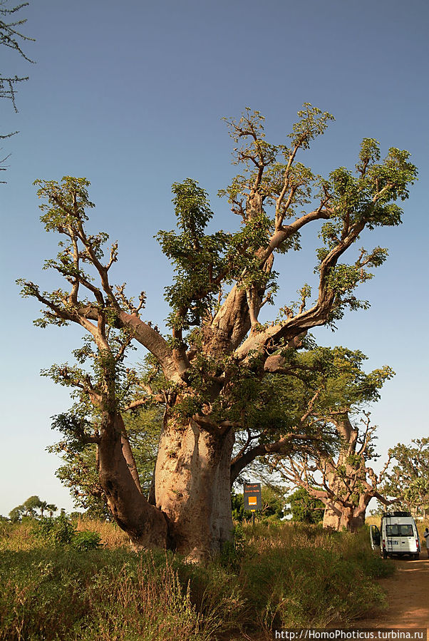 «А если туп, как дерево — родишься баобабом...» Луга, Сенегал