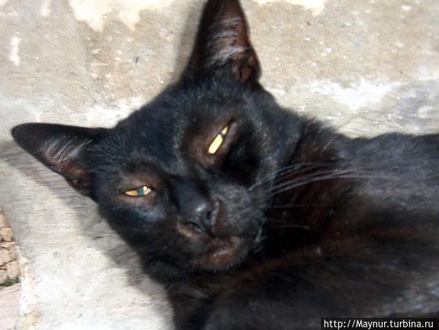 Хорватия.  Хозяин  Старого  города   Дубровника..