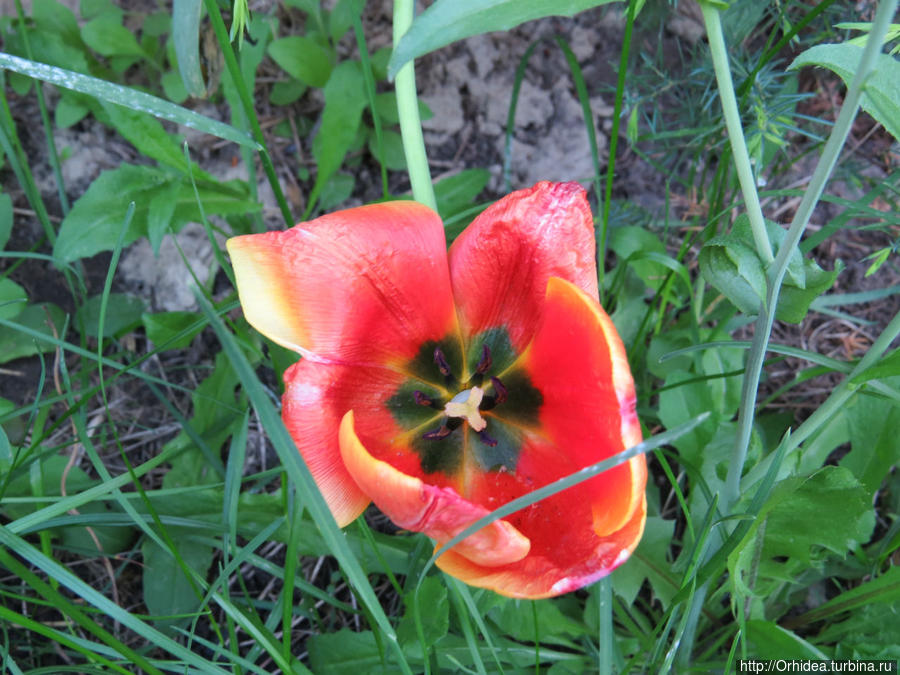 Прошла весна, приходит лето... спасибо Харьков, Украина