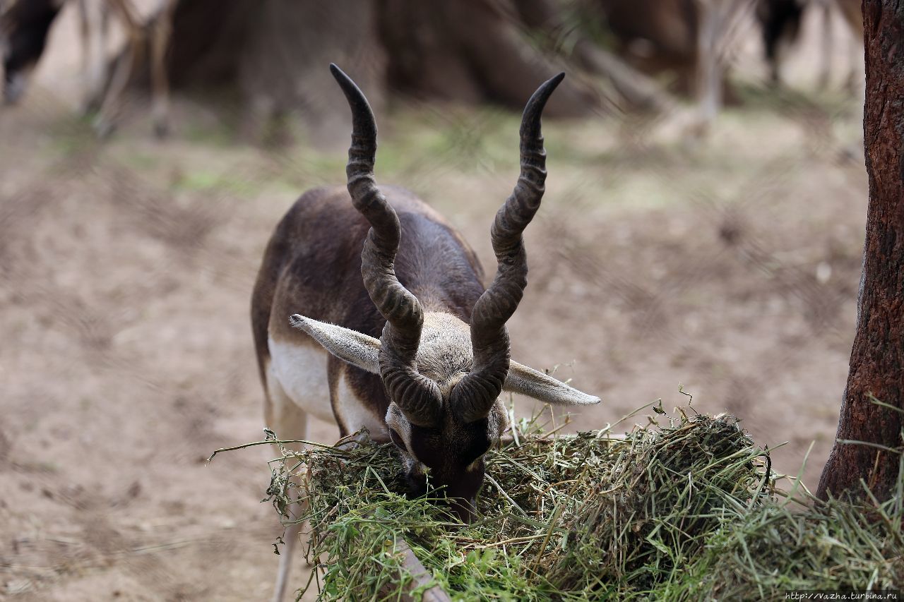 Зоопарк Буэнос-Айреса Буэнос-Айрес, Аргентина
