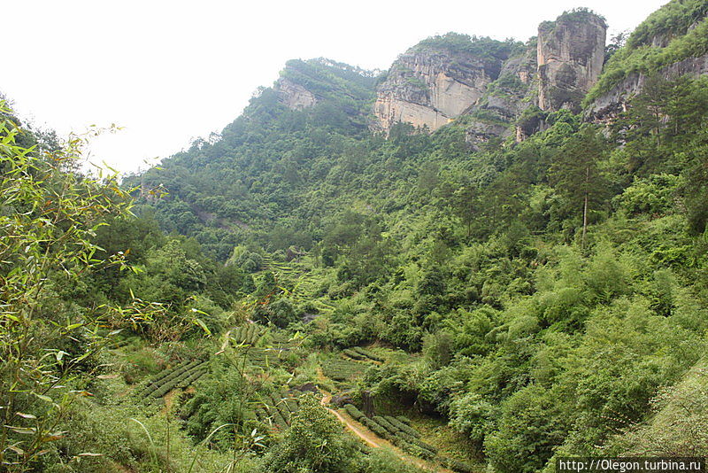 Вдоль утёсов, по полям чайным Уишань, Китай