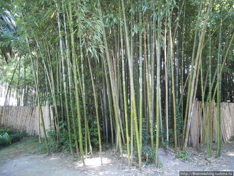 Бамбуковая роща в Сухумском батаническом саду Сухум, Абхазия