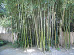 Бамбуковая роща в Сухумском батаническом саду