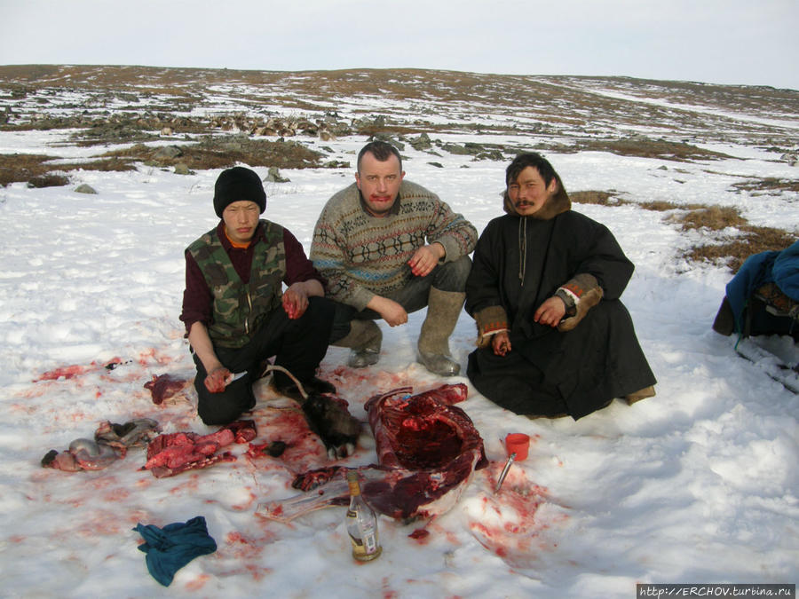 Жертвенный олень Ямало-Ненецкий автономный округ, Россия