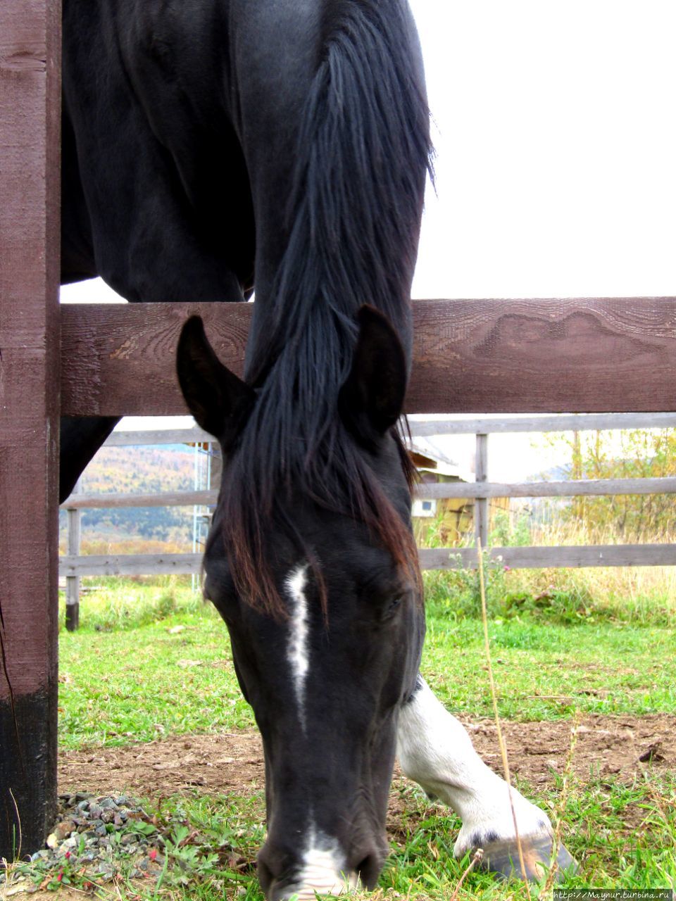 Лебединая шея, змеиная головка- это ли не чудо природы! Долинск, Россия Лебединая шея, змеиная головка- это ли не чудо природы! Долинск, Россия