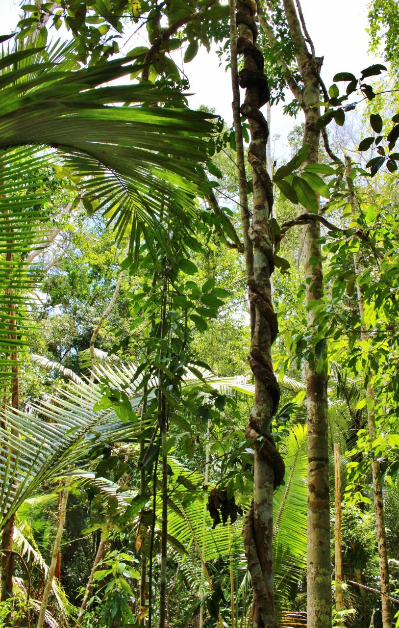 Зона посещения заповедника Линьярес лесной резерват, Бразилия