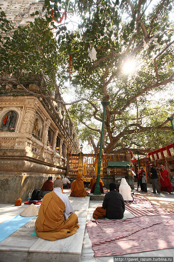 Дерево Бодхи, сидя под которым Будда Шакьямуни обрёл Просветление Бодх-Гая, Индия