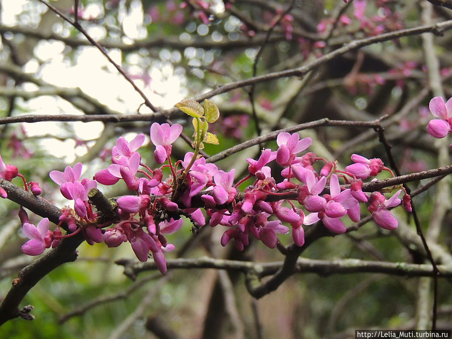 Цветочные сны... Фуншал, Португалия