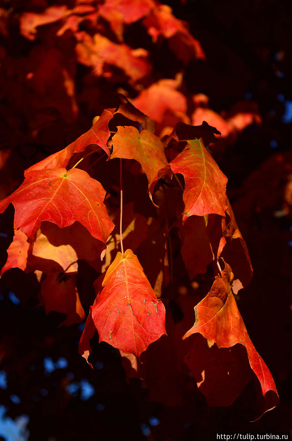 За что ЕЁ любить??? Штат Миннесота, CША