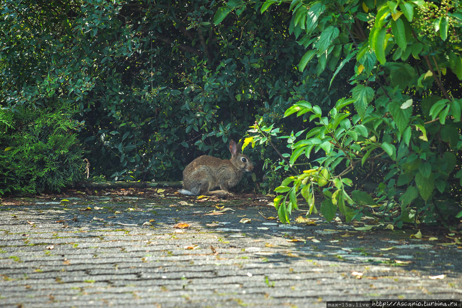 Прогулка по Дюссельдорфу Дюссельдорф, Германия