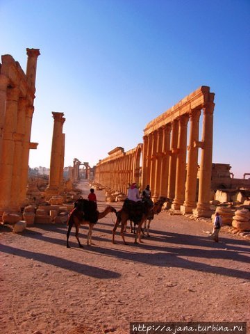 Пальмира 2008 год