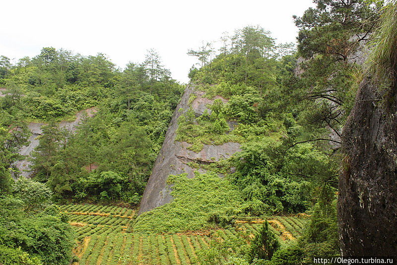 Чайные плантации Уишань, Китай
