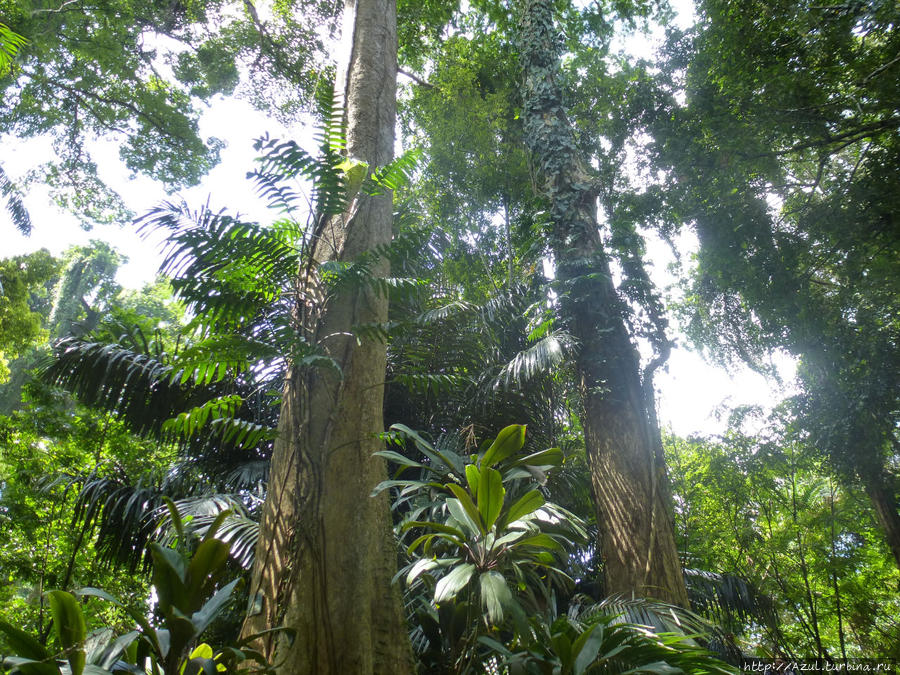В королевском ботаническом саду. Уголок тропического леса Калутара, Шри-Ланка