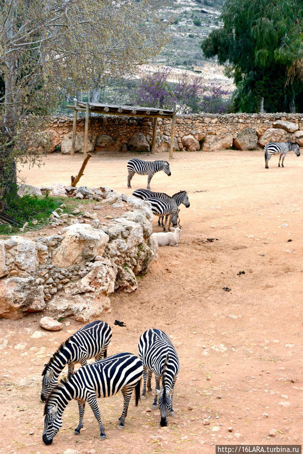 Весна в Иерусалимском  зоопарке Иерусалим, Израиль
