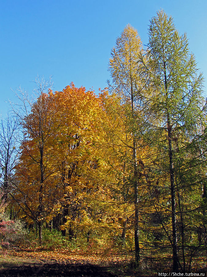 Яркие краски осени в дендропарке ХГАУ Докучаевское, Украина