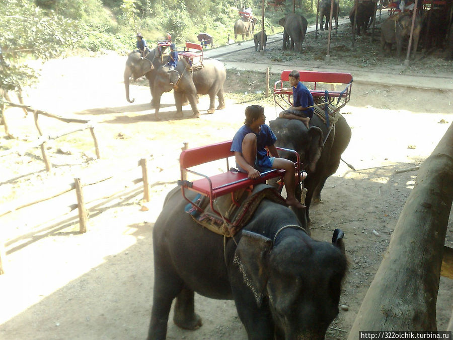 Уважаемые слоны Таиланд
