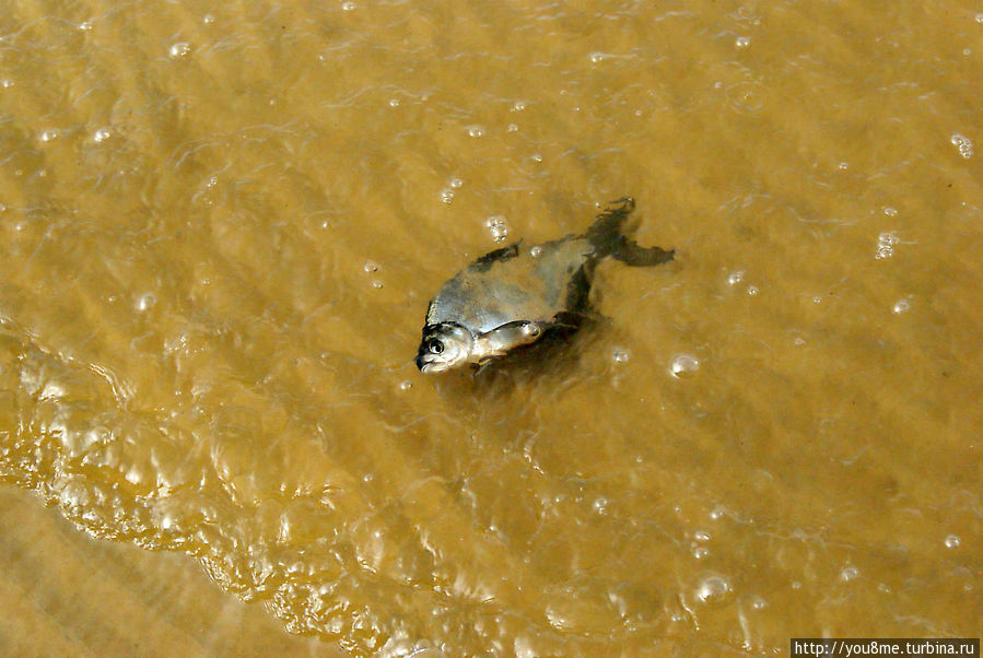 Поймайте мне кролика Нижегородская область, Россия