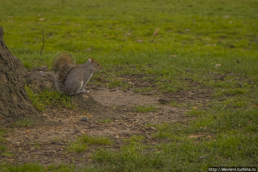 Обитатели Hyde Park Лондон, Великобритания