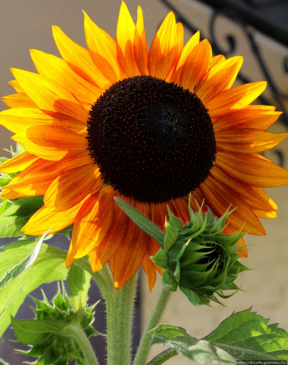 Подсолнухи, говорят, приносят удачу. Не знаю, этим ли соображением руководствовались работники станции в Венёве, украшая клумбы, но получилось здорово.