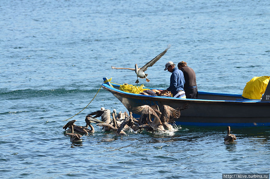 ...рядом рыбаки делят свой улов с проглотами-пеликанами.