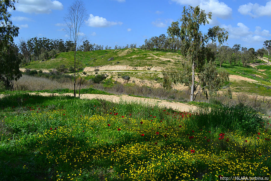 Ручей Грар это главный приток реки Бсор (тоже пересыхающей летом) Рахат, Израиль