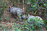Подойдя поближе, увидели семью уходящих вглубь леса носорогов. Чувство ни с чем не сравнимое. Увидеть таких гигантов в нескольких метрах от себя, без всяких ограждений, стоило того, чтоб добраться до этого уникального места.

Программа по Читвану была выполнена, также не спеша, слоновьей поступью, мы вернулись в отель, а наутро двинули дальше, в горы, чтобы встретить рассвет над великолепной горой Аннапурной.