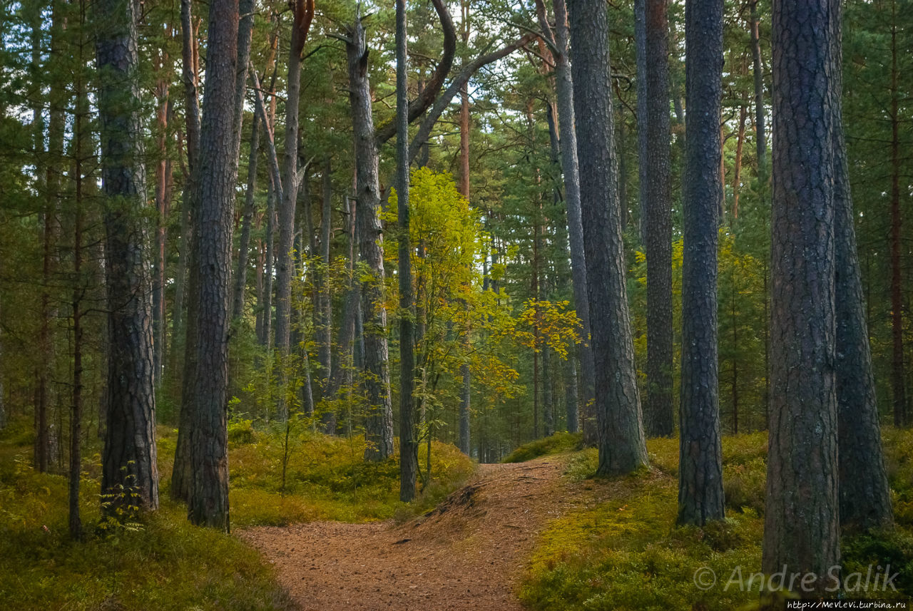 Природный парк Ragakāpa. Юрмала, Латвия
