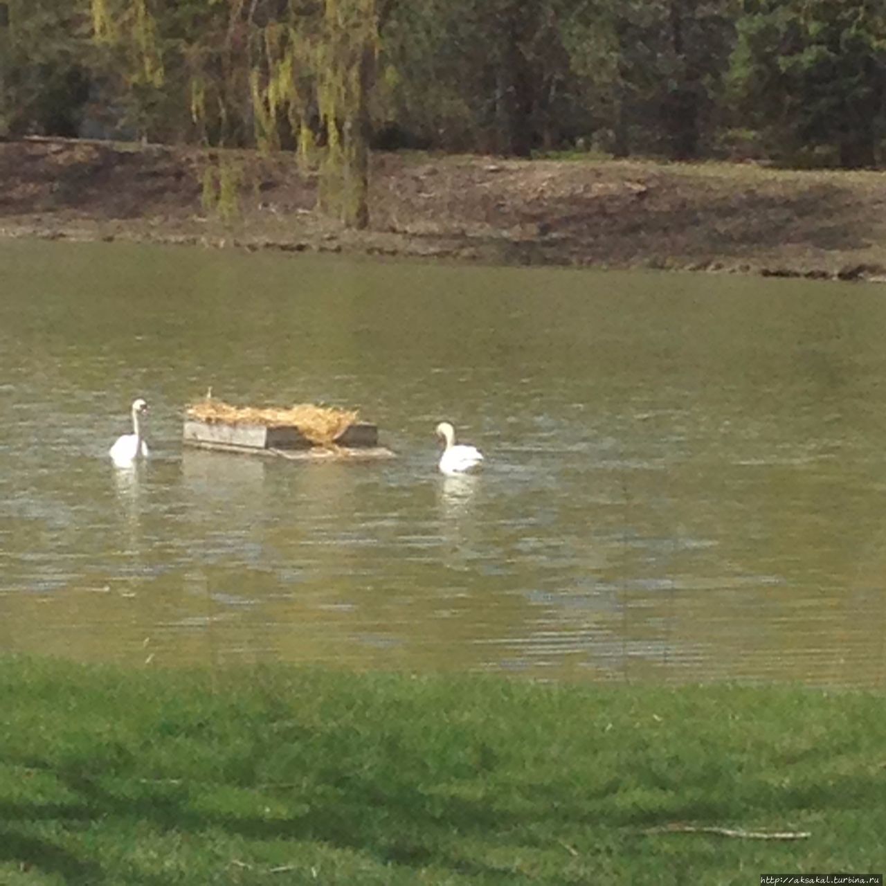 Лебеди на частном озере у гнезда. Чикаго, CША