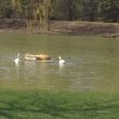 Лебеди на частном озере у гнезда.