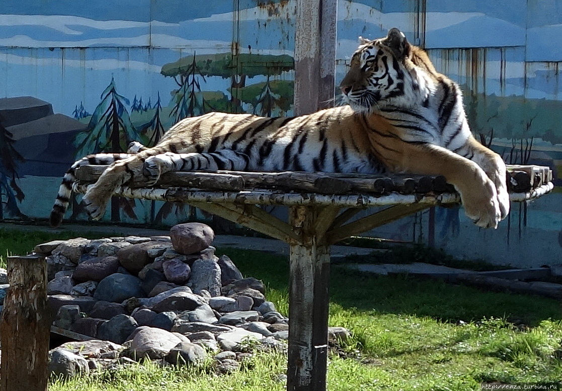 Ярославский зоопарк / Yaroslavl zoo