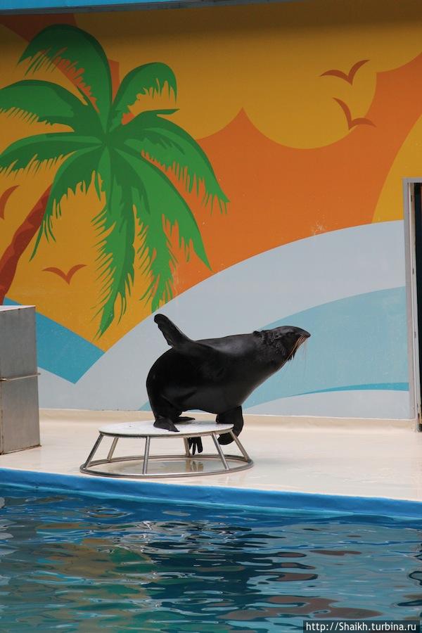 Стамбульский дельфинарий Стамбул, Турция