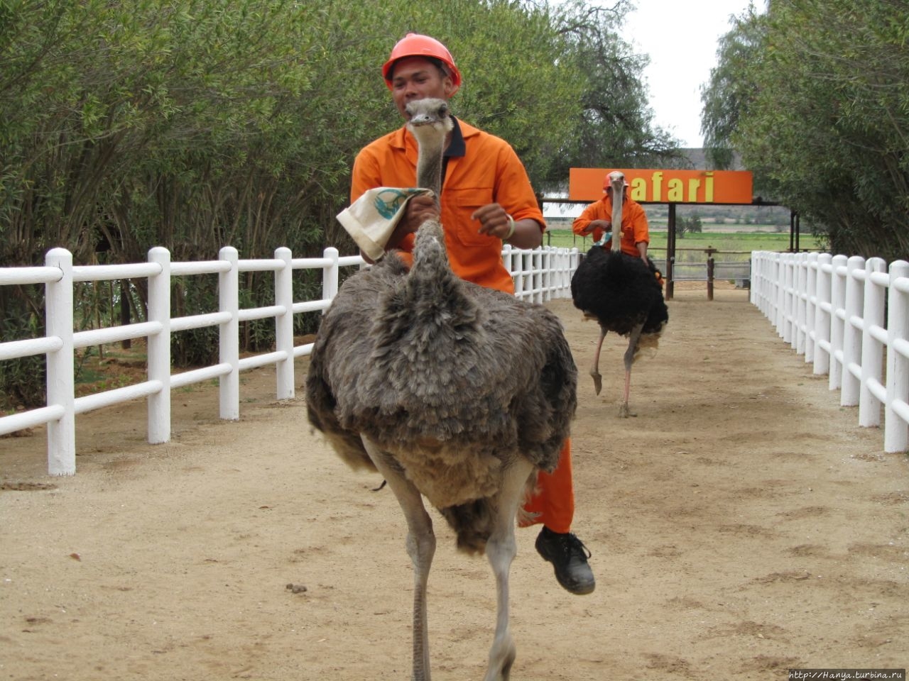 Страусиная ферма Safari Ostrich Show Farm Оудсхорн, ЮАР