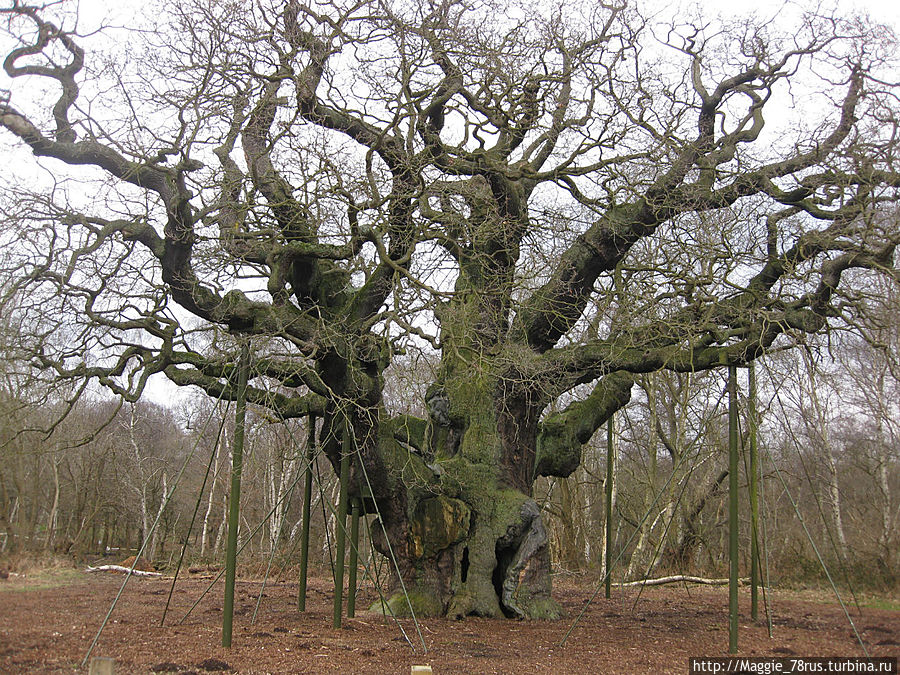 Большой дуб / Major Oak