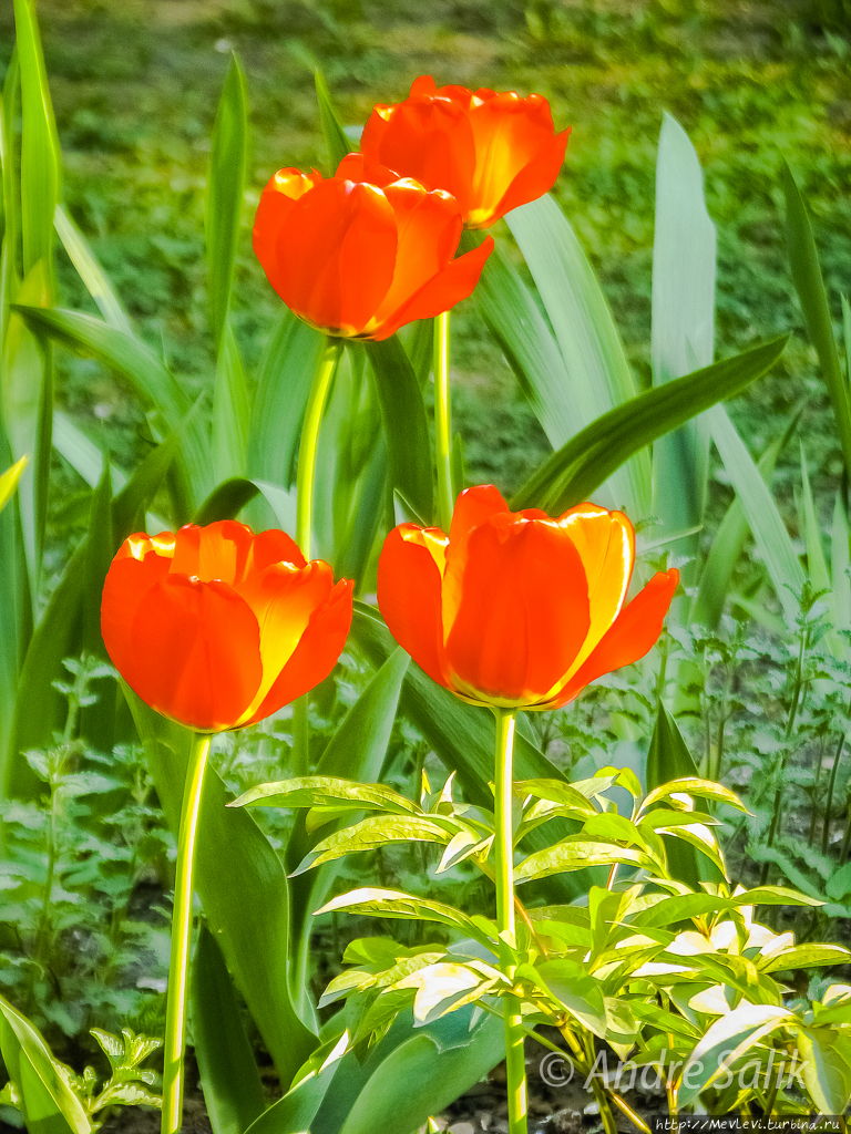 Был месяц май Рига, Латвия