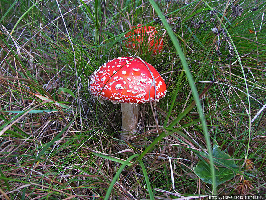 Микельторнис Латвия