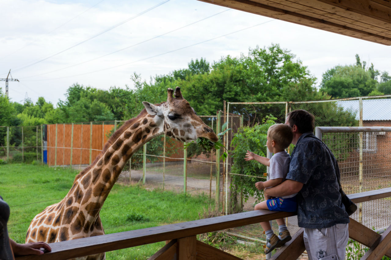 Несмотря на запрет, все любят кормить жирафа. Ростов-на-Дону, Россия