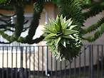 Araucaria, дерево Анд — национальный символ Чили, изображен на гербе. Растет очень медленно — 1 см в год.