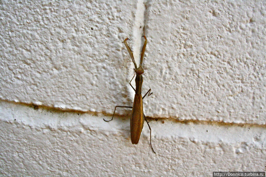 Молился ли ты на ночь, Богомол? Каталония, Испания