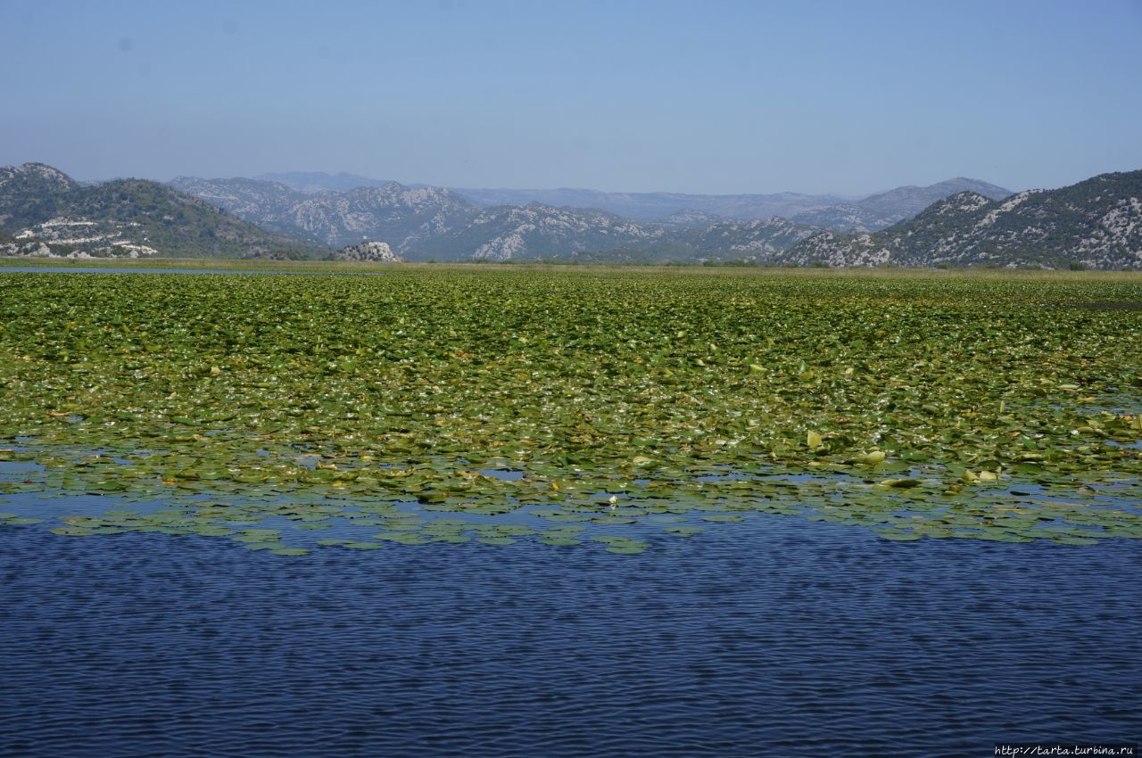Скадарское озеро октябрь