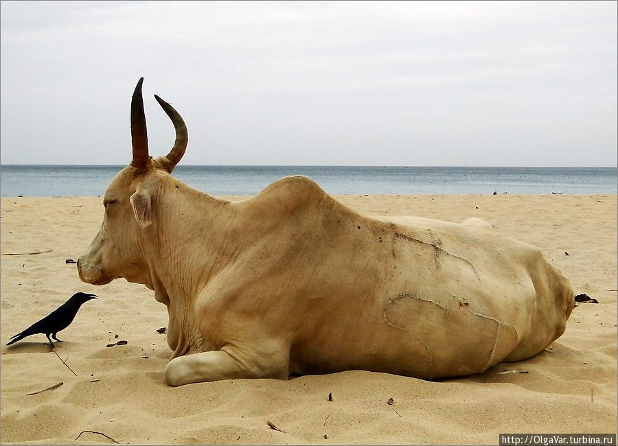 Священная корова, которая гуляет сама по себе Тринкомали, Шри-Ланка