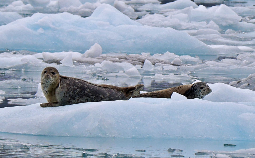 Животный мир Аляски. Тюлени... ушастые и не только Залив Колумбия, CША