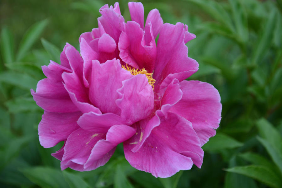 Ода пионам Москва и Московская область, Россия