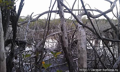 затопленные болота Национальный парк Полуостров Гуанаакабибес, Куба