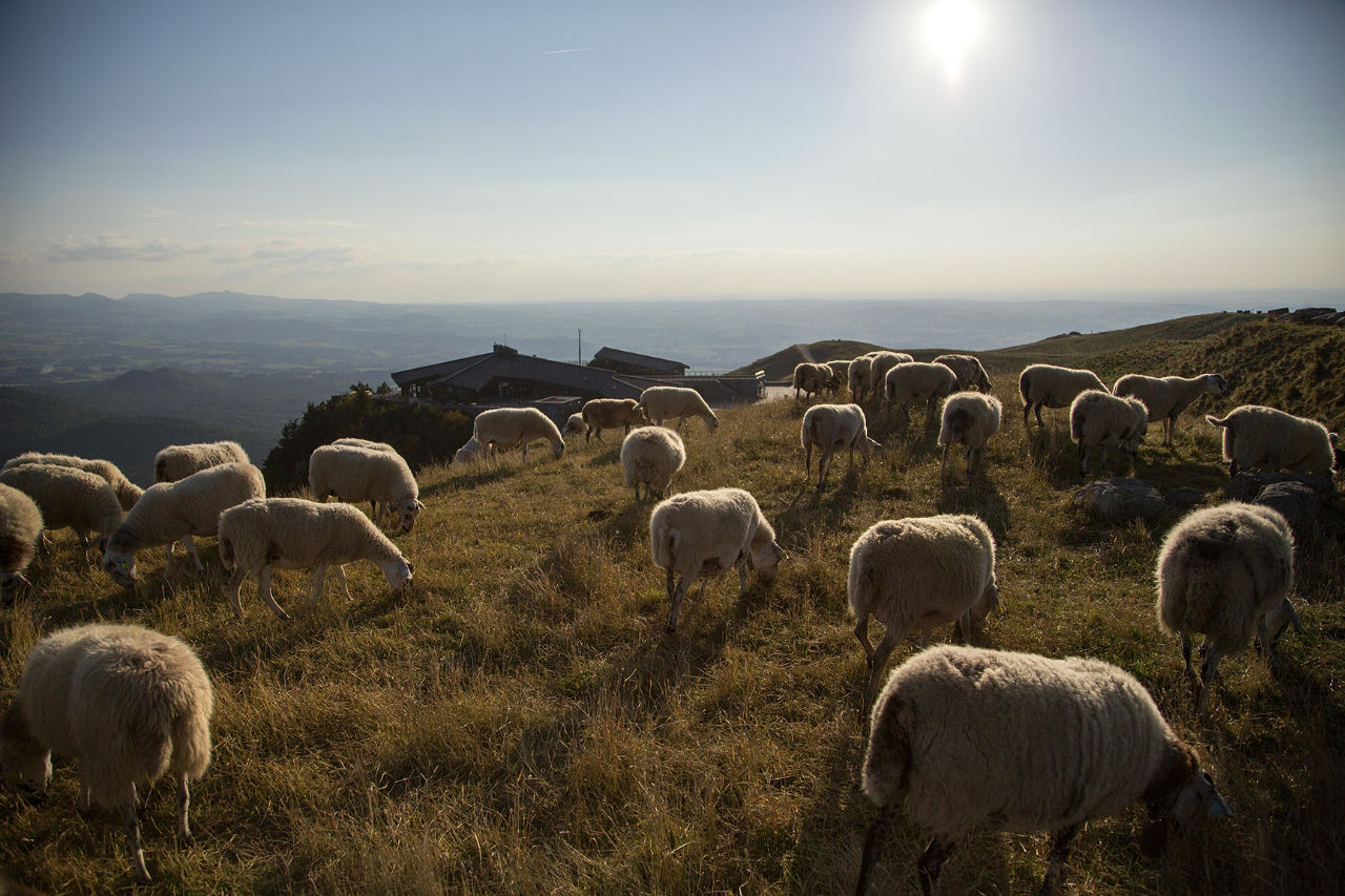 Поездка на Тран панорамик Овернь, Франция