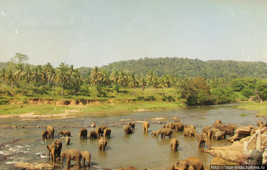 Пиннавела Шри-Ланка