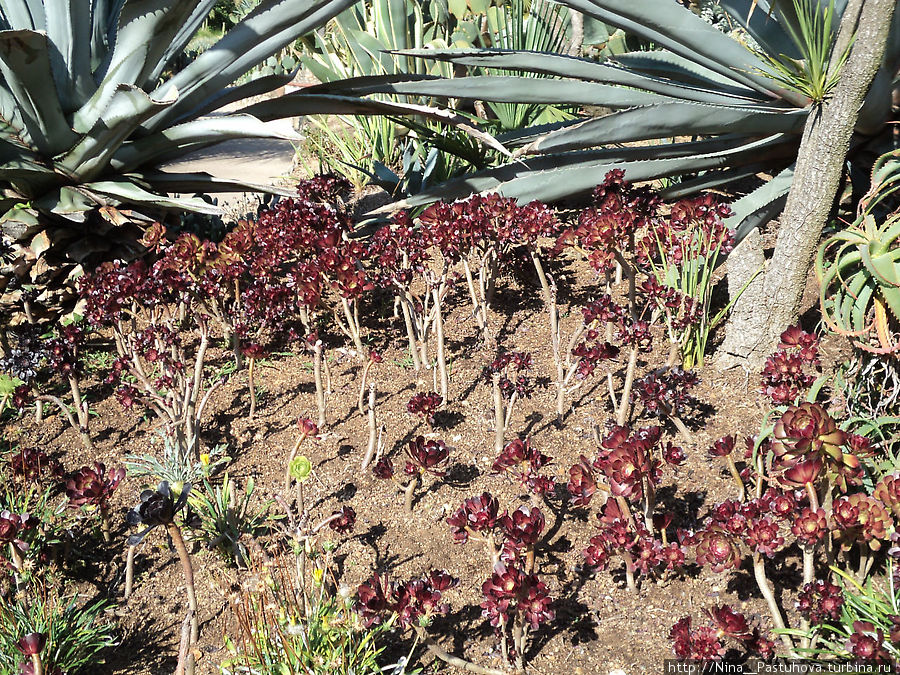 Царство кактусов.  Ботанический сад «Пинья де Роса». Бланес