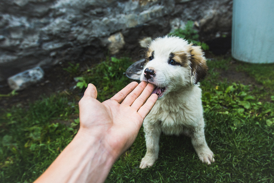 У нас тоже была:) Совсем маленькая и очень хорошенькая..)