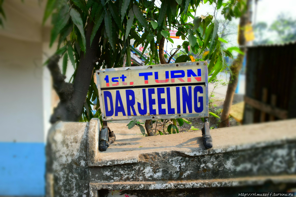Дарджилинг — родина индийского чая Дарджилинг, Индия