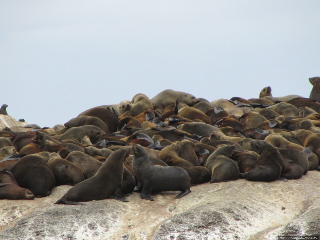 Капский полуостров:Seal Island Cruise к морским котикам. Ч79